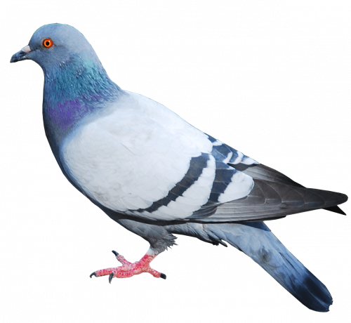 pigeon standing sideway